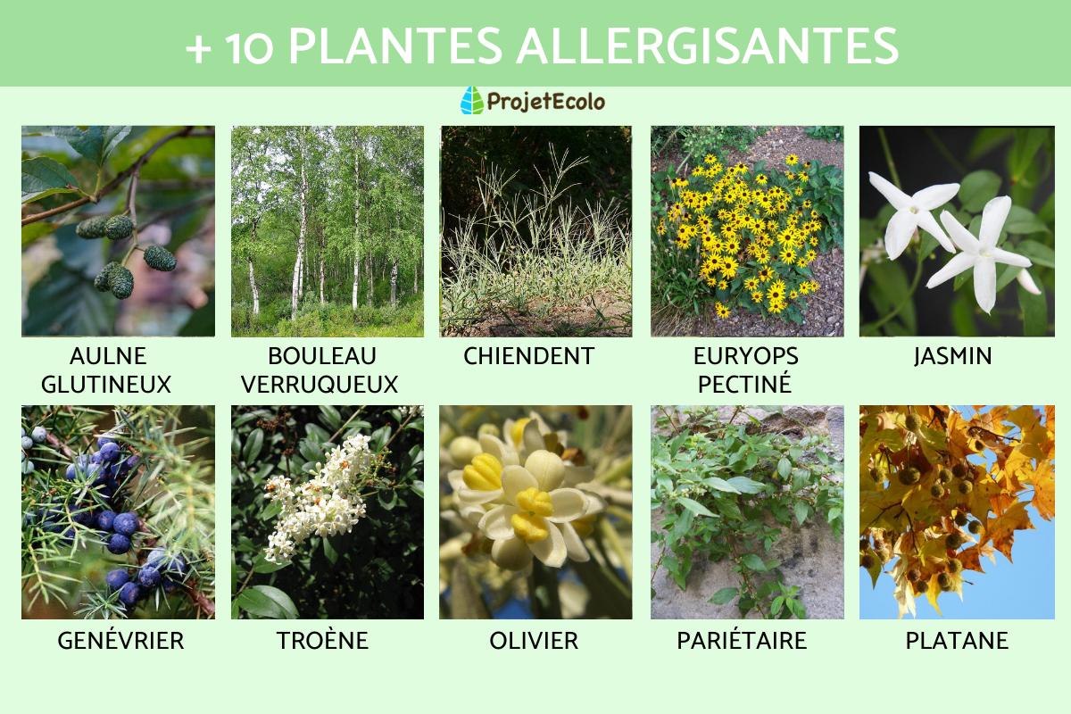 12 PLANTES ALLERGISANTES Liste Et Photos