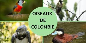 Oiseaux Migrateurs Noms Caract Ristiques Et Photos