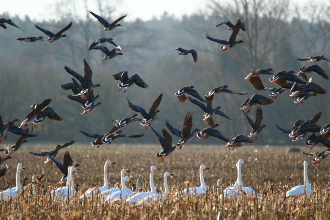 OISEAUX MIGRATEURS NOMS CARACTÉRISTIQUES et PHOTOS