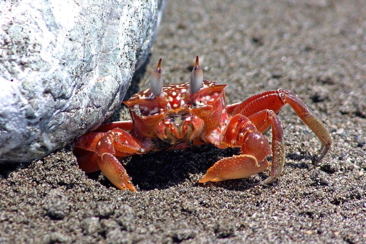 26 ESPÈCES de CRABES NOMS et PHOTOS