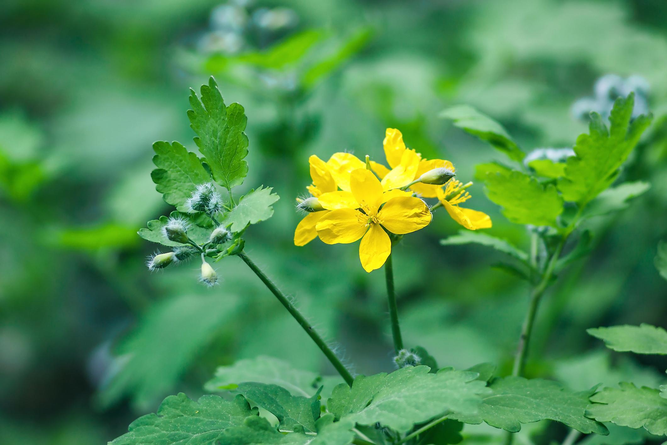 Grande Ch Lidoine Ou Chelidonium Majus Vertus Et Contre Indications