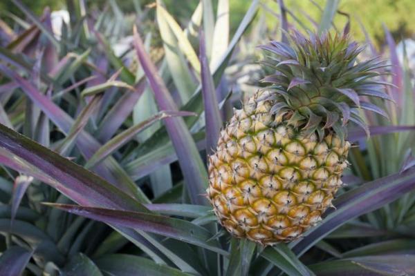 Comment Planter Un Ananas Guide De Jardinage