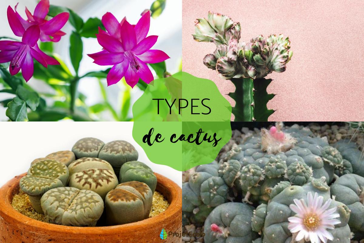 Types de cactus - Noms et soins