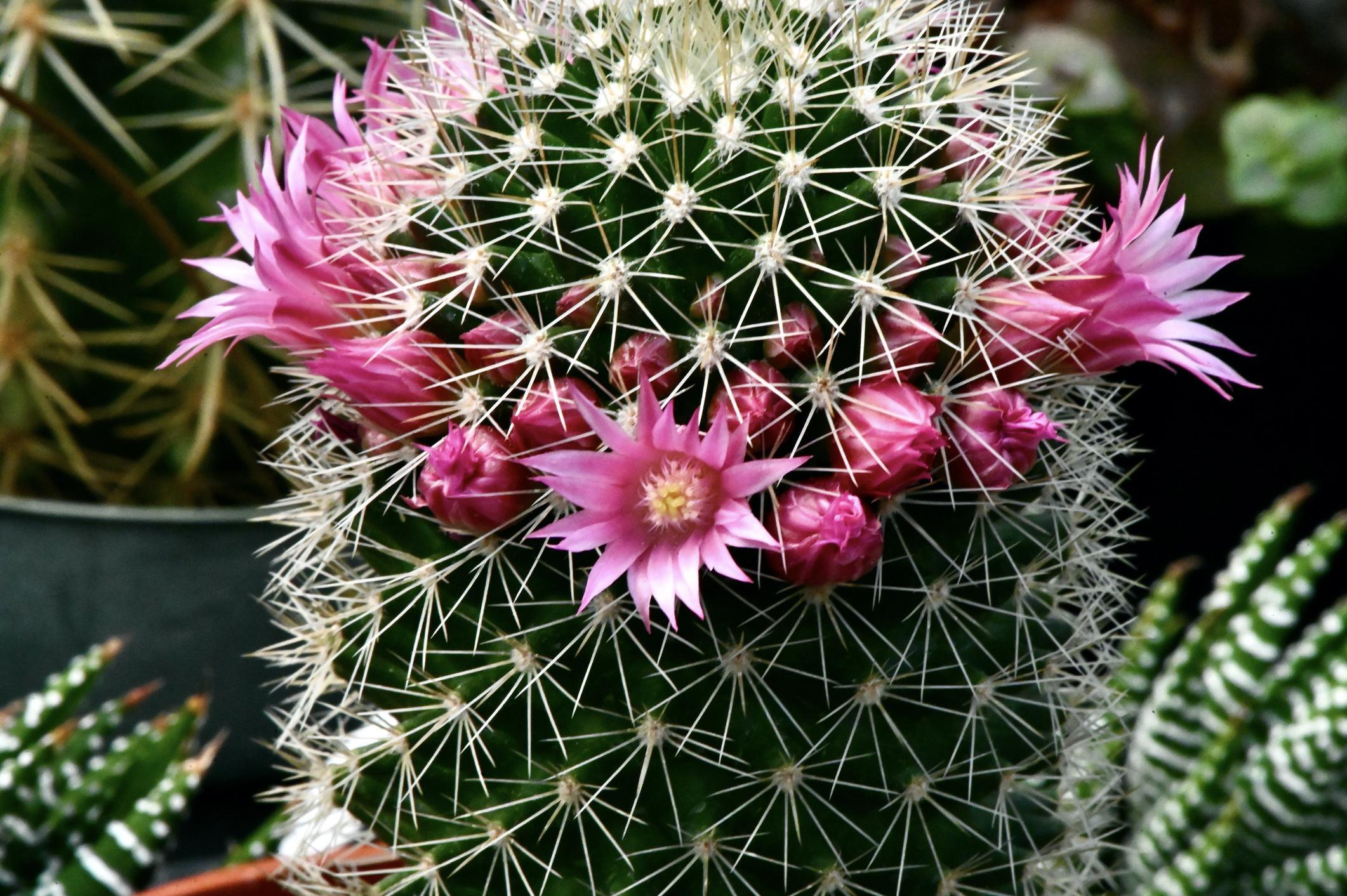 25 TYPES de CACTUS D