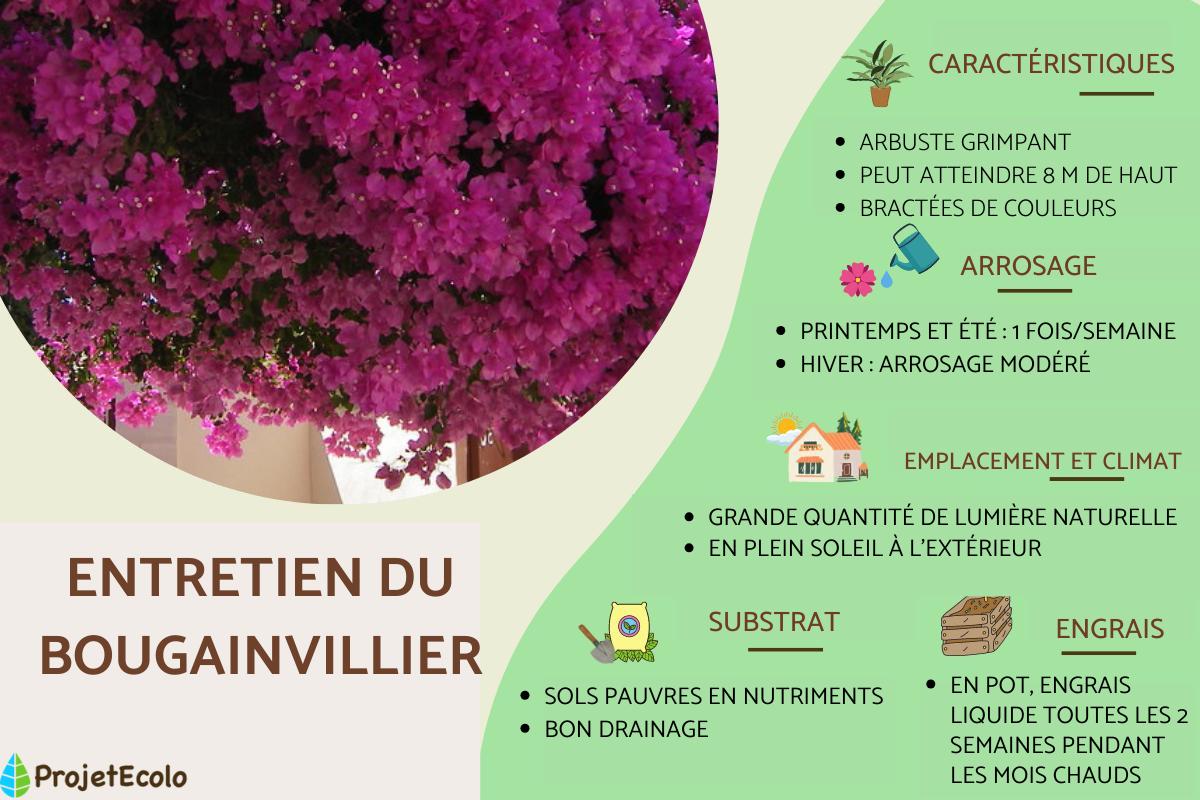 Comment ENTRETENIR BOUGAINVILLIER