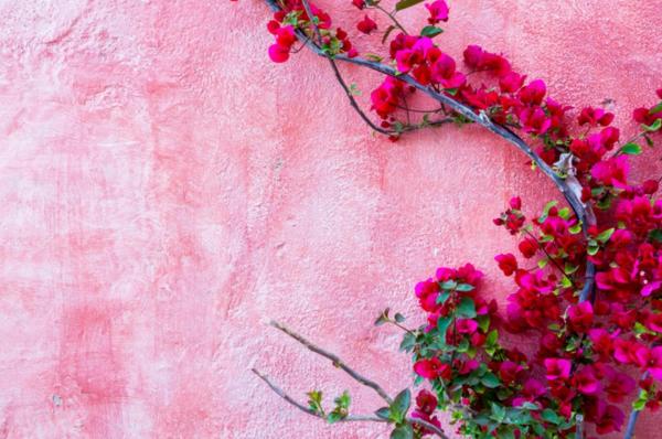 Comment entretenir un bougainvillier - Emplacement et lumière pour le bougainvillier