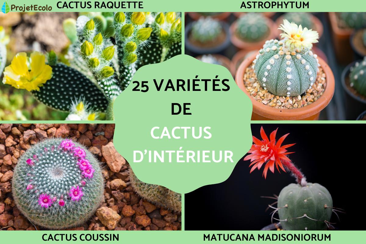 25 TYPES de CACTUS D'INTRIEUR - NOMS et PHOTOS