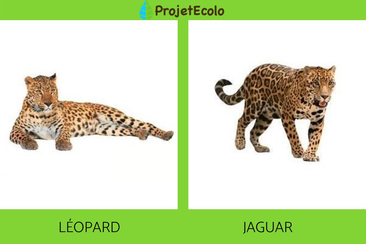 Différence entre jaguar et léopard