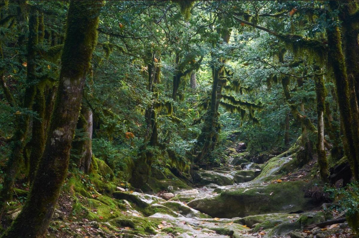 Forêts primaires : Définition, caractéristiques, flore et faune