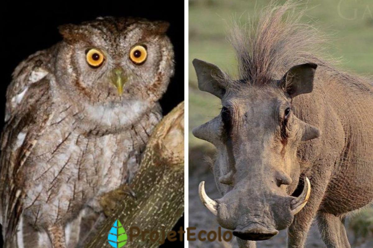 Animaux nocturnes et diurnes : Exemples et photos