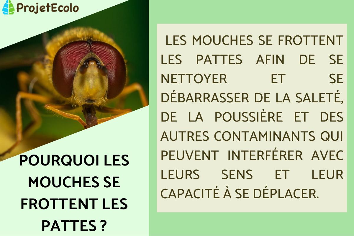 Pourquoi les mouches se frottent les pattes