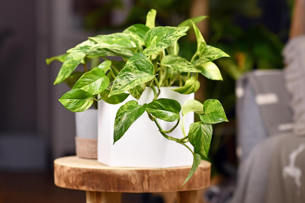 Plante pothos - Entretien