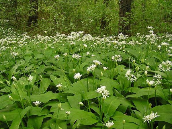 Fleurs sauvages : noms et photos - Ail des ours (Allium ursinum)