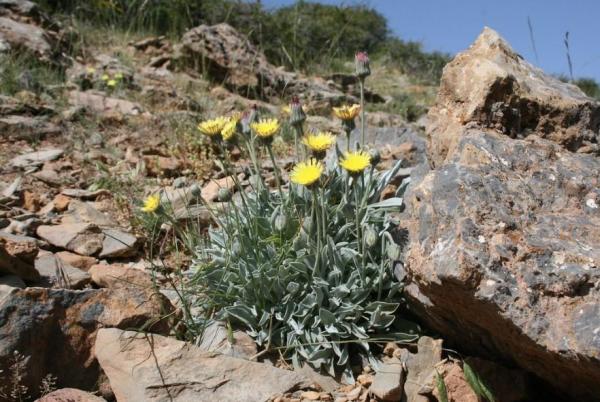 Fleurs sauvages : noms et photos - Andryala agardhii 