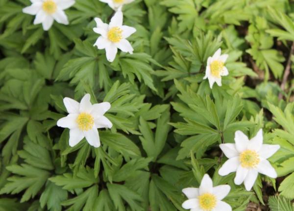 Fleurs sauvages : noms et photos - Anémone fausse renoncule (Anemone ranunculoides)