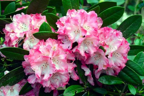 Fleurs sauvages : noms et photos - Azalées (Rhododendron) 