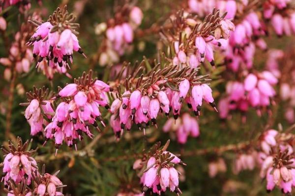 Fleurs sauvages : noms et photos - Bruyère irlandaise (Erica erigena)