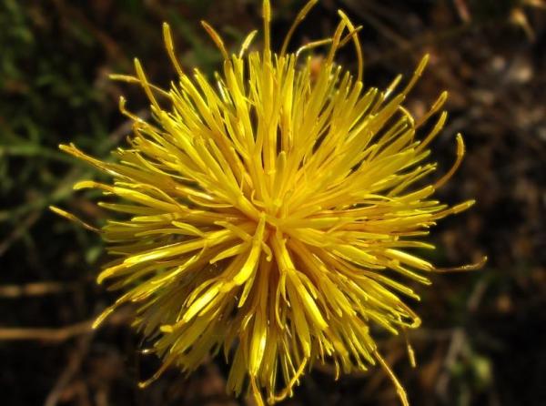 Fleurs sauvages : noms et photos - Centaurea ornata 