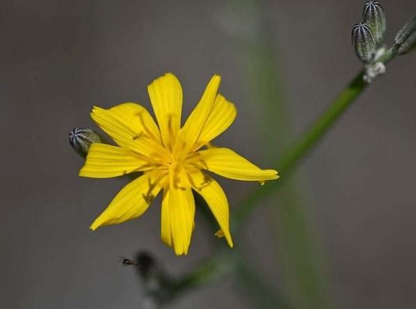 Fleurs sauvages : noms et photos - Chondrille à tiges de jonc (Chondrilla juncea)