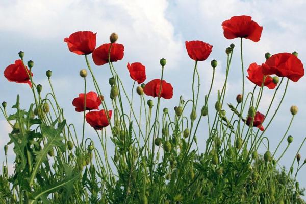 Fleurs sauvages : noms et photos - Coquelicot (Papaver rhoea) 