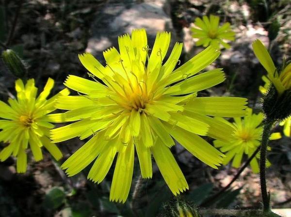 Fleurs sauvages : noms et photos - Cousteline (Reichardia picroides)