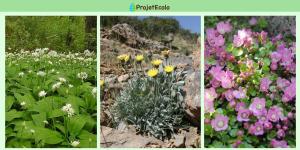 Fleurs sauvages : noms et photos