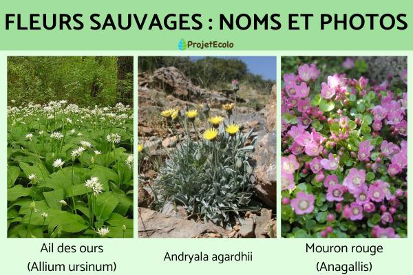 Fleurs sauvages : noms et photos