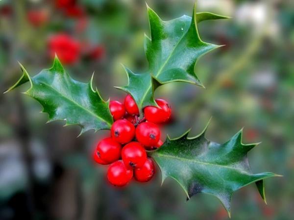 Fleurs sauvages : noms et photos - Houx (Ilex aquifolium) 