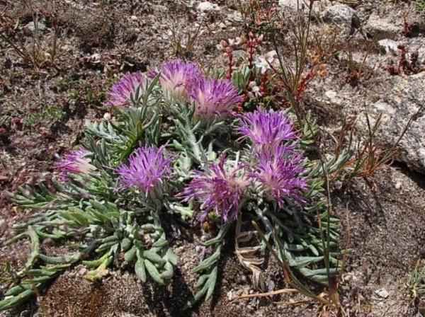 Fleurs sauvages : noms et photos - Jurinée naine (Jurinea humilis)