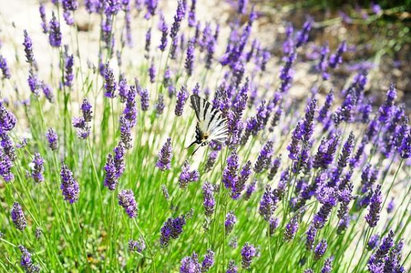 Fleurs sauvages : noms et photos - Lavande (Lavandula officinalis)