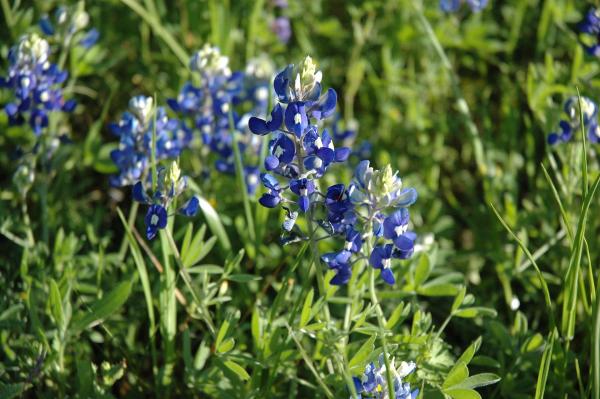 Fleurs sauvages : noms et photos - Lupinus hispanicus 