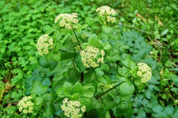 Fleurs sauvages : noms et photos - Maceron (Smyrnium olusatrum)