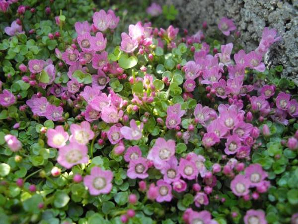 Fleurs sauvages : noms et photos - Mouron rouge (Anagallis)