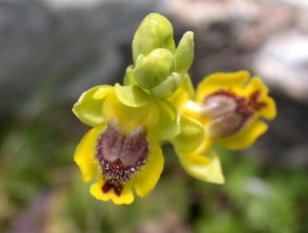 Fleurs sauvages : noms et photos - Ophrys jaune (Ophrys lutea)