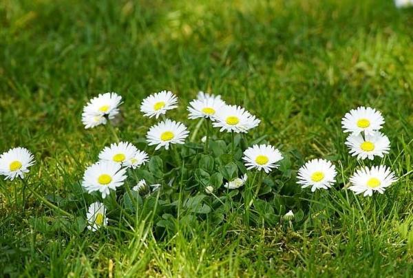 Fleurs sauvages : noms et photos - Pâquerette (Bellis perennis)