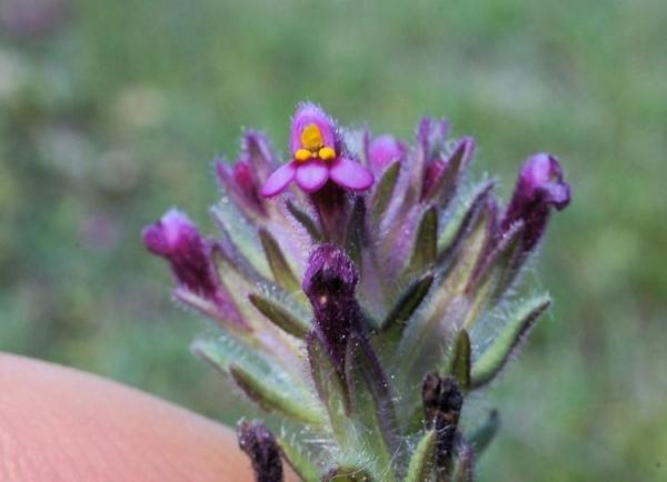Fleurs sauvages : noms et photos - Parentucellia latifolia 