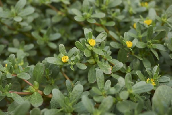 Fleurs sauvages : noms et photos - Pourpier (Portulaca oleracea)