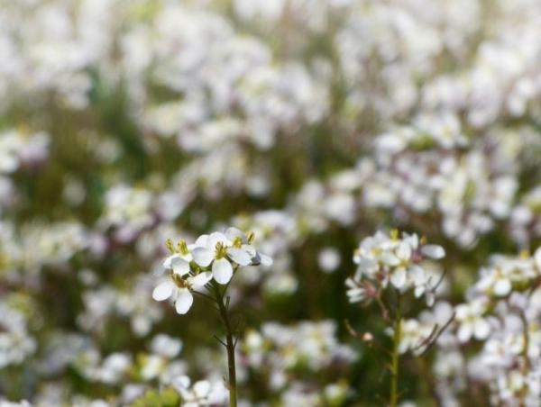 Fleurs sauvages : noms et photos - Roquette blanche (Diplotaxis erucoides)