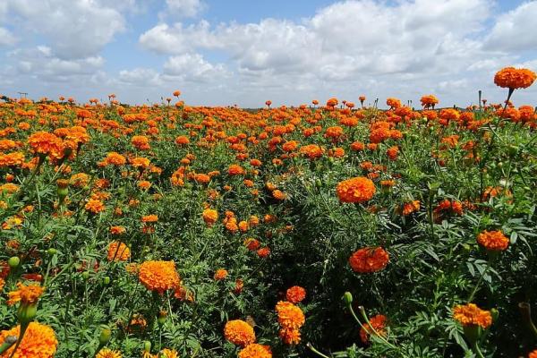 Fleurs sauvages : noms et photos - Rose d'Inde (Tagetes erecta)