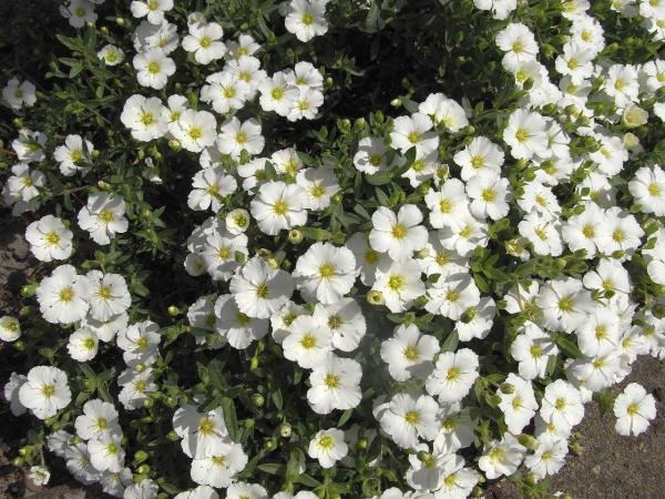 Fleurs sauvages : noms et photos - Sabline des montagnes (Arenaria montana) 