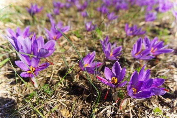 Fleurs sauvages : noms et photos - Safran (Crocus sativus)