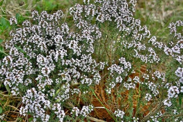 Fleurs sauvages : noms et photos - Thym (Thymus vulgaris) 