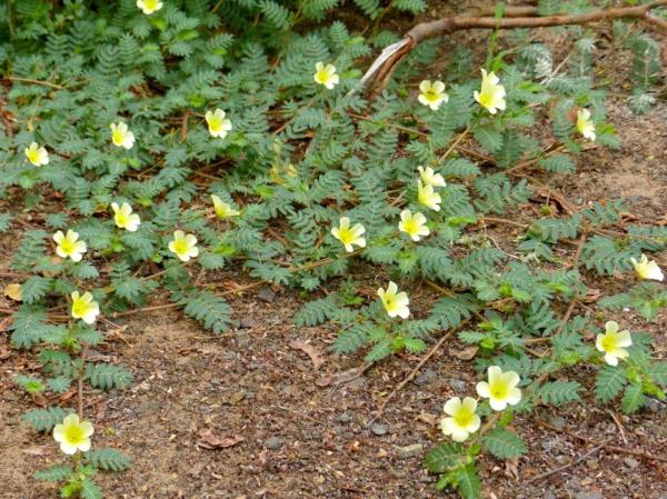 Fleurs sauvages : noms et photos - Tribule terrestre (Tribulus terrestris)