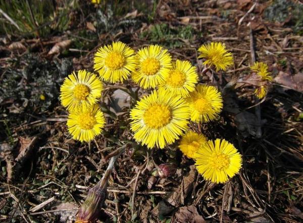 Fleurs sauvages : noms et photos - Tussilage (Tussilago farfara) 