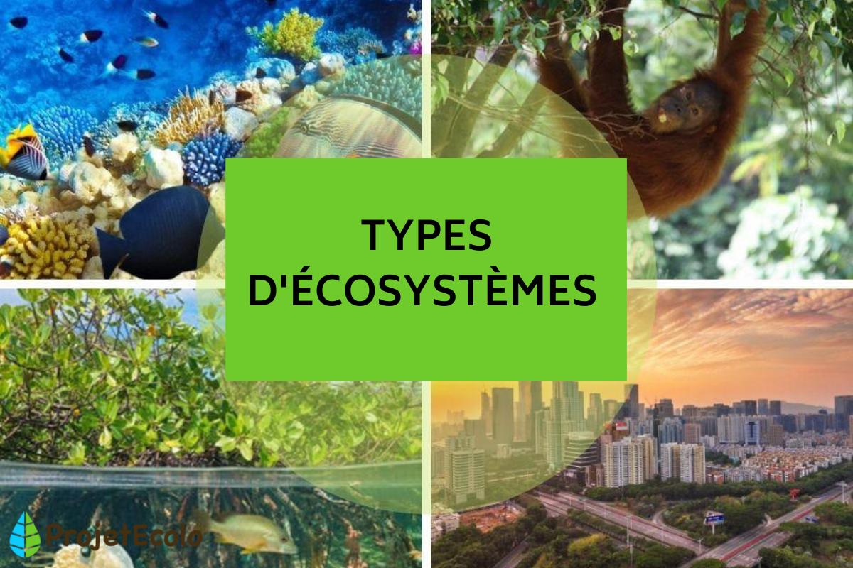 Types d'écosystèmes - Définition, classification et exemples