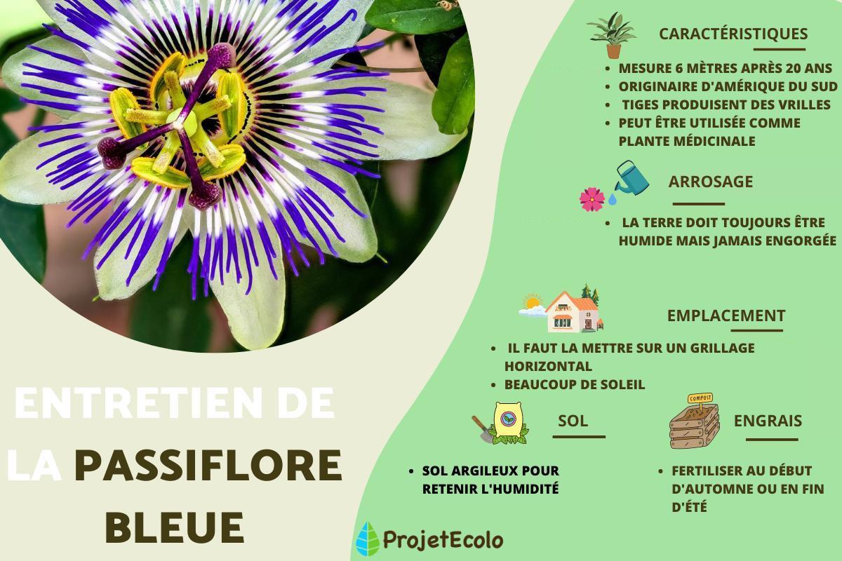 Passiflore bleue ou Passiflora caerulea : entretien