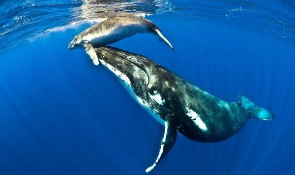 Baleine : habitat et alimentation