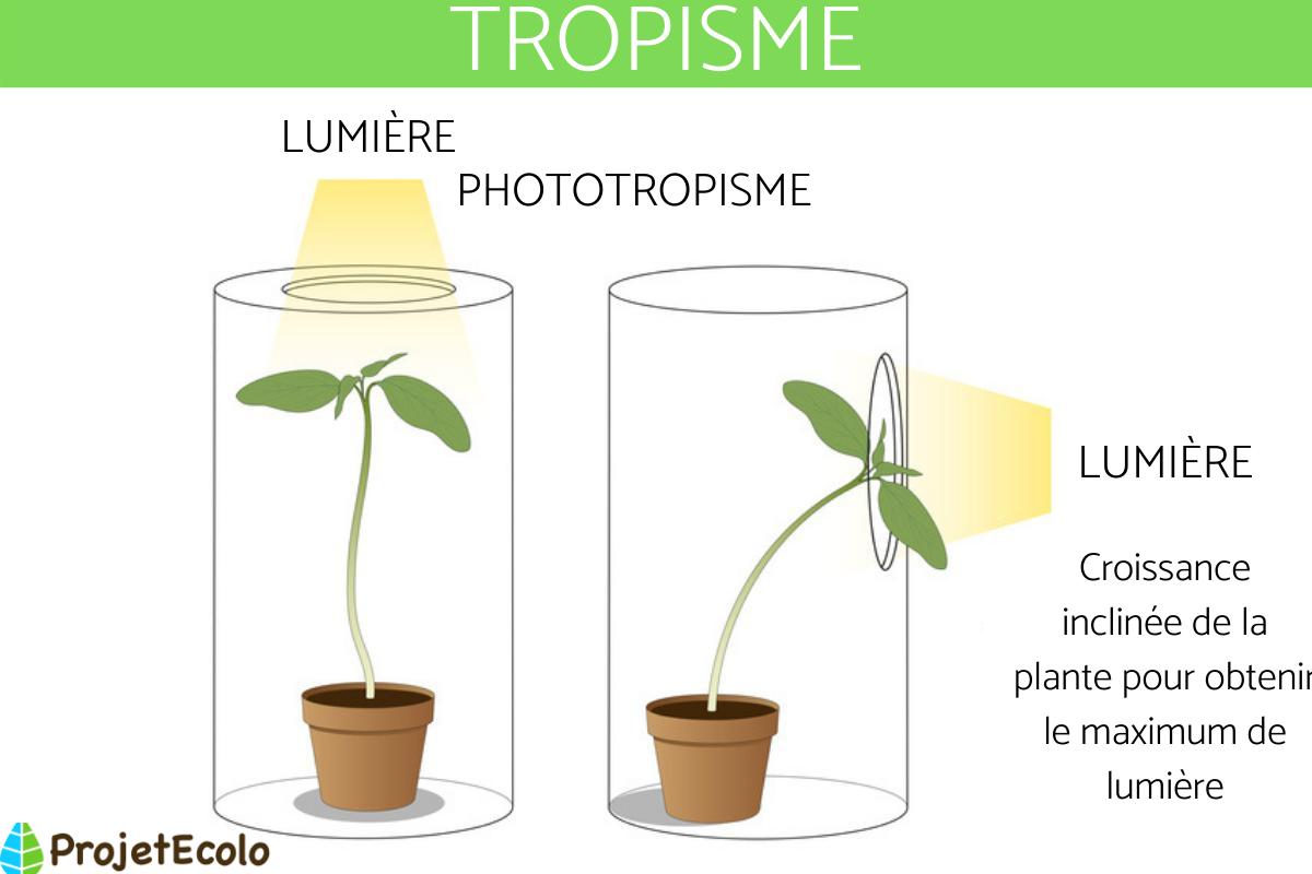 Tropisme : Définition, types et exemples