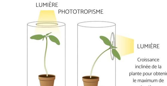 Tropisme : Définition, types et exemples