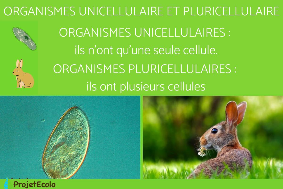 Organismes unicellulaires et pluricellulaires : exemples et différences